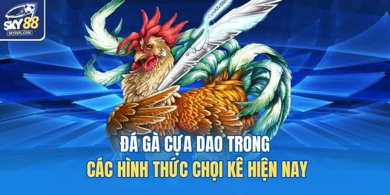 Đá gà cựa dao trong các hình thức chọi kê hiện nay