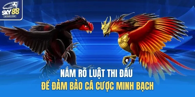 Đá Gà Cựa Sắt - Hình Thức Giải Trí Kịch Tính Nhất SKY88 3 Nắm rõ luật thi đấu để đảm bảo cá cược minh bạch